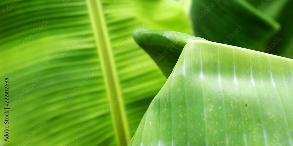 close up of banana leaves