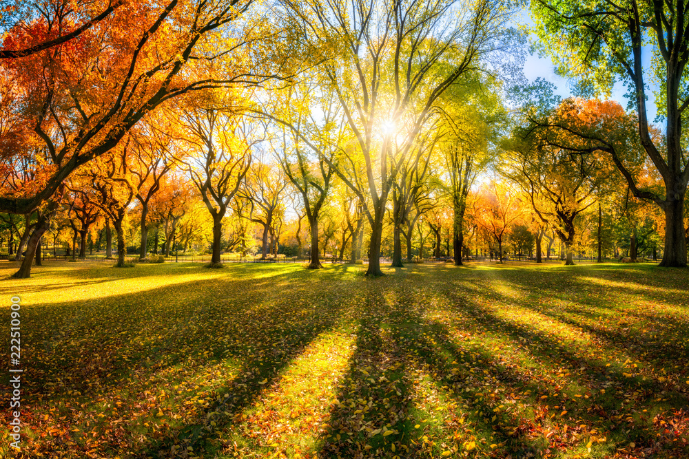 Bunter Herbstwald im Sonnenlicht