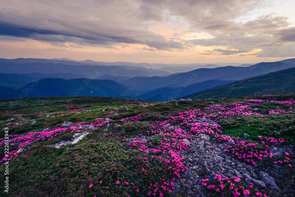 Magic pink rhododendron flowers on summer mountain. Dramatic sky and colorful sunset. Chornohora rid