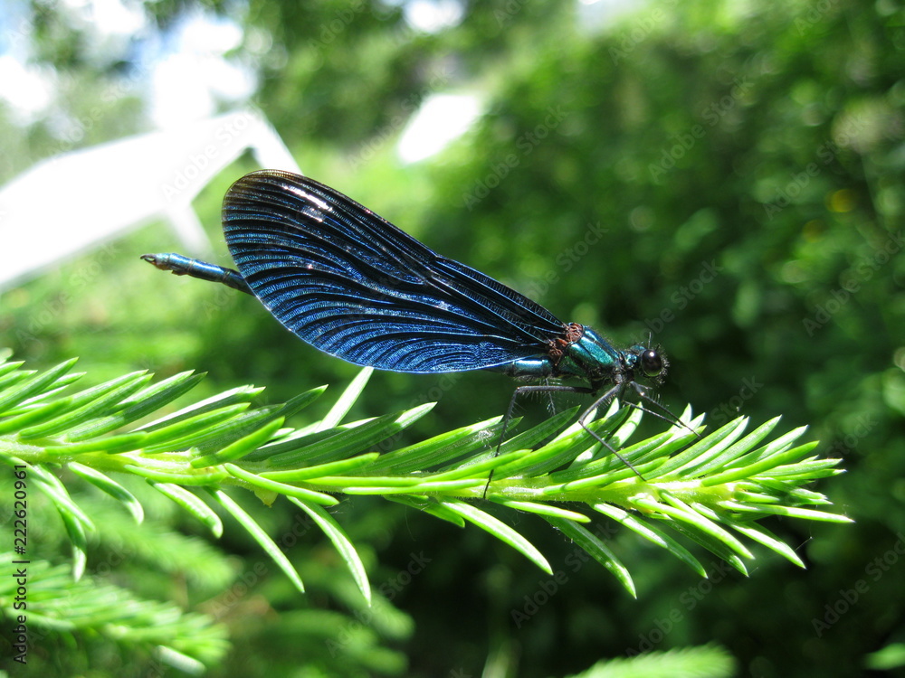 Calopteryx virgo