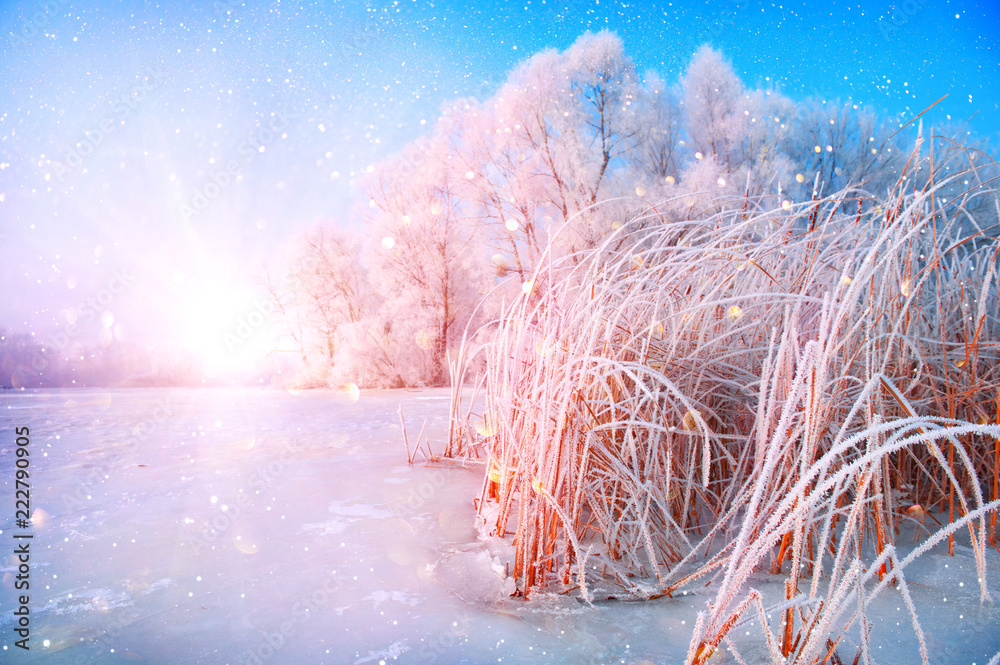 美丽的冬季景观背景，白雪皑皑的树木和结冰的河流。美丽的阳光获胜