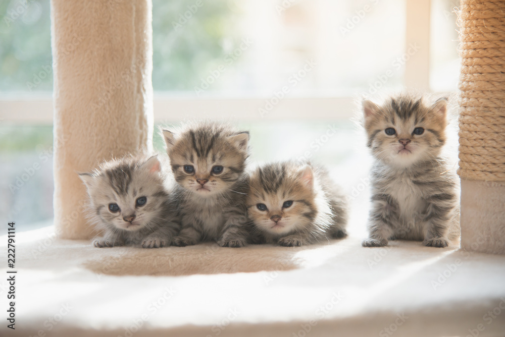 Group persian kittens sitting on cat tower