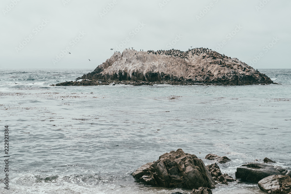 sea birds gathering around on a small island