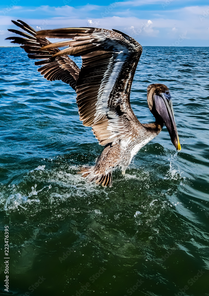 Abriendo las alas en busca de libertad