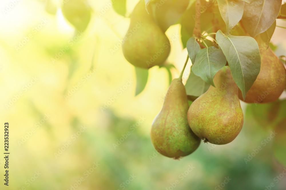 Ripe juicy pears on tree branches in garden