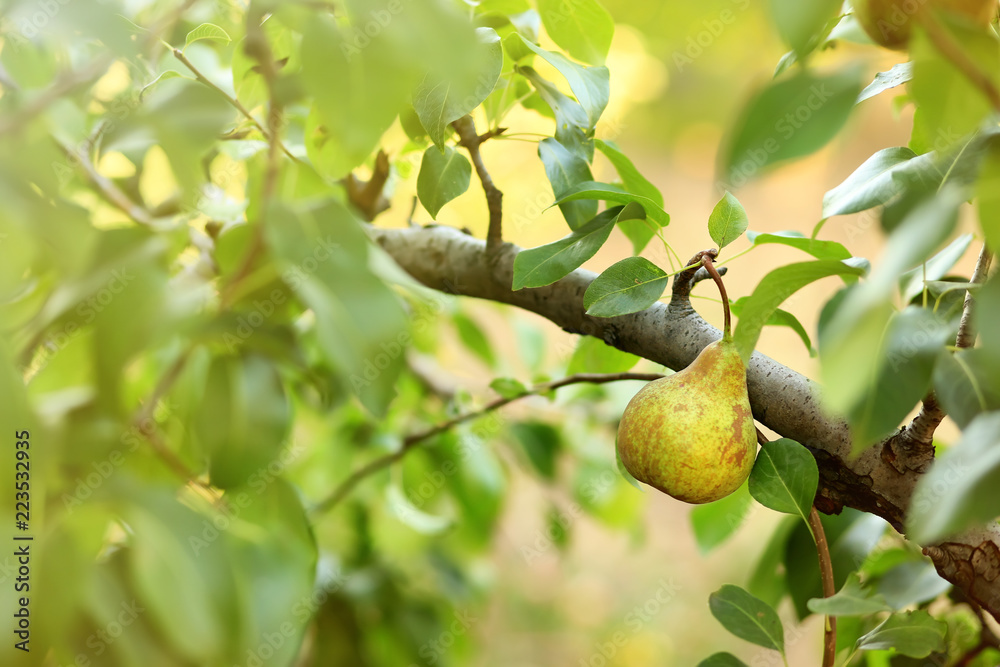 Ripe juicy pear on tree branch in garden