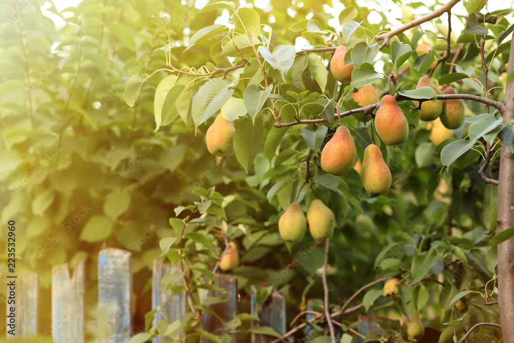 Green tree with juicy pears in garden