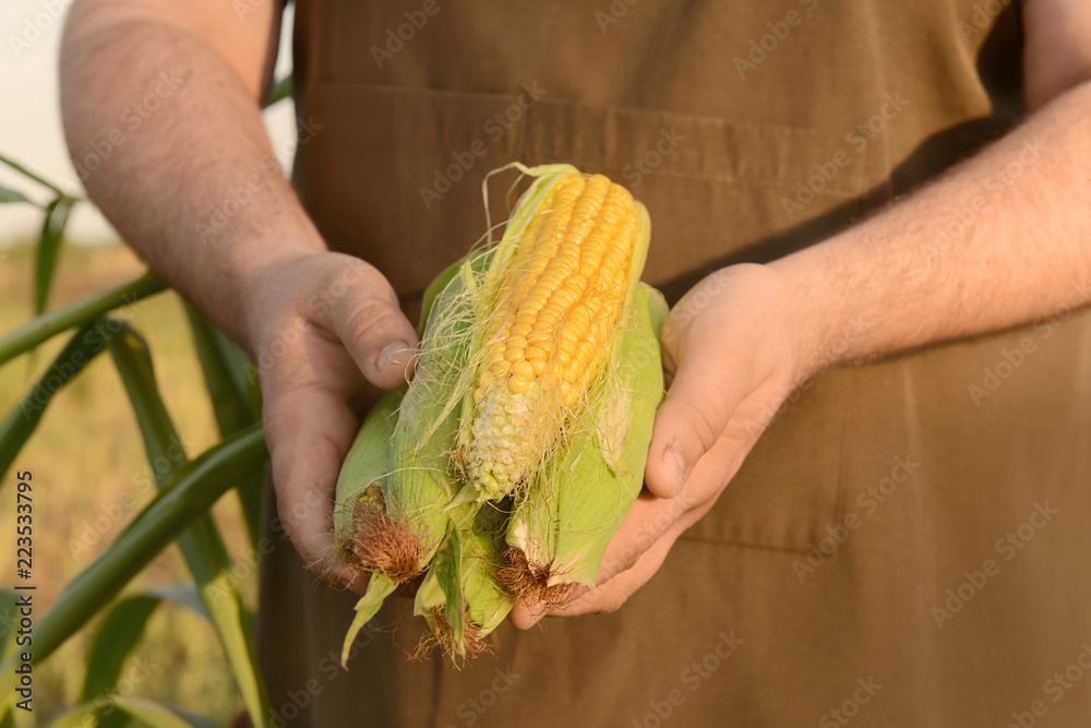 Man holding fresh corn cobs in garden, closeup