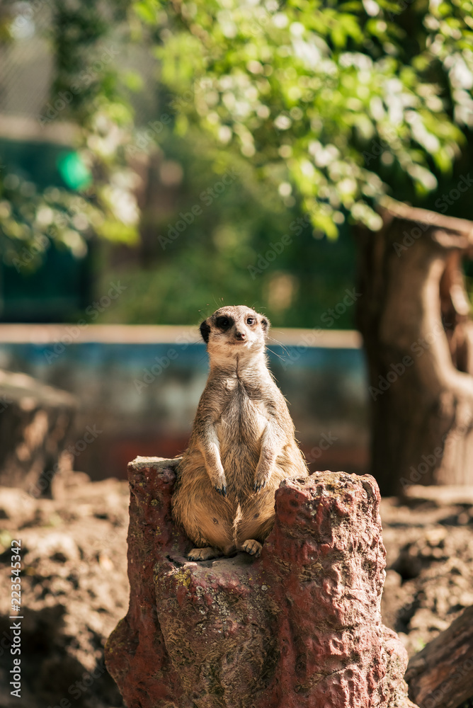 Meerkat enjoying the sun.