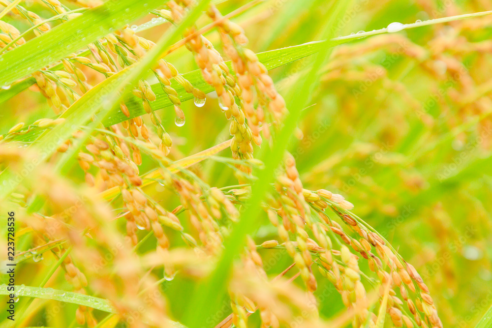 雨に濡れた稲穂