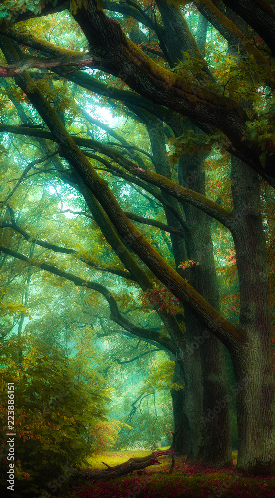 misty forest