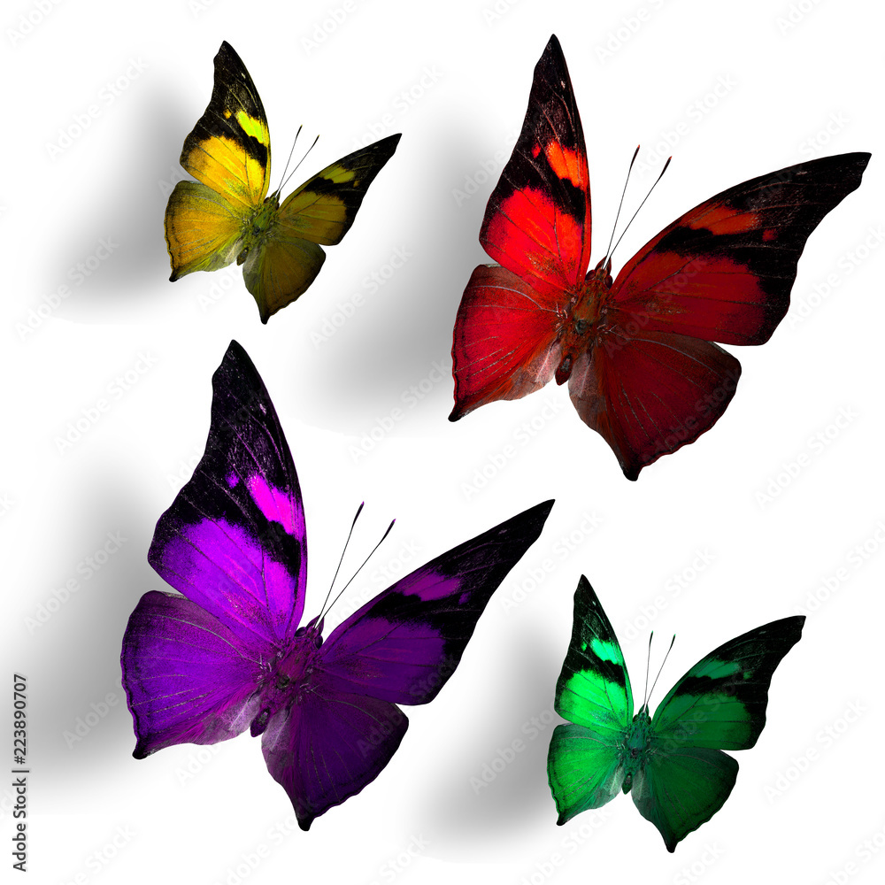 Red yellow purple and yellow butterflies flying with shoft shadow over white background, colorful bu