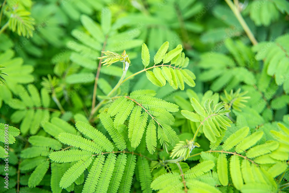 含羞草嫩叶