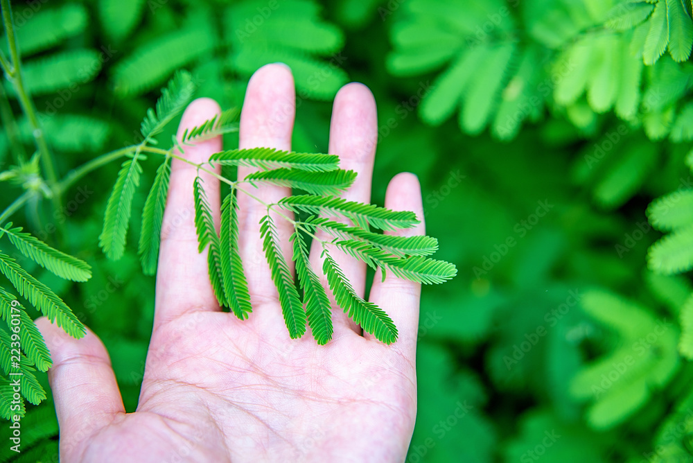 触摸含羞草