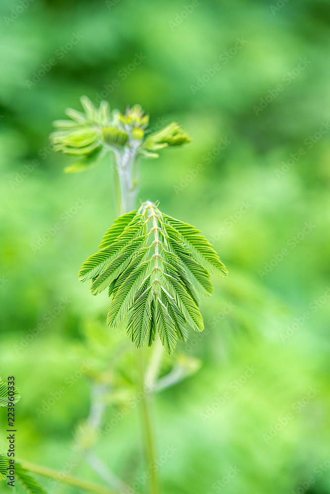 含羞草嫩叶