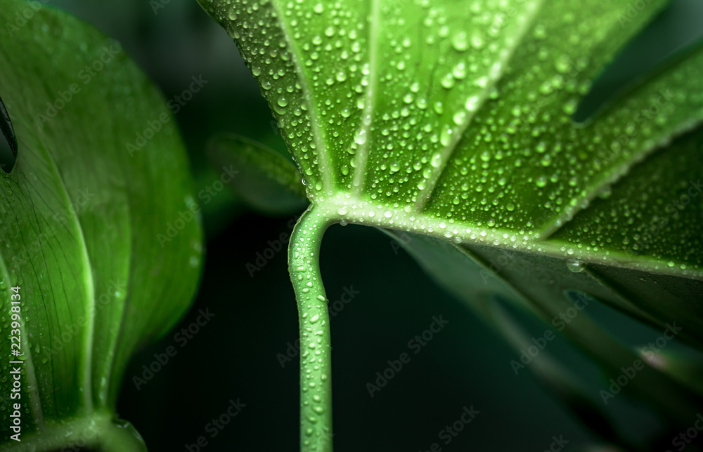 绿色背景下的怪物树叶，外来植物的概念