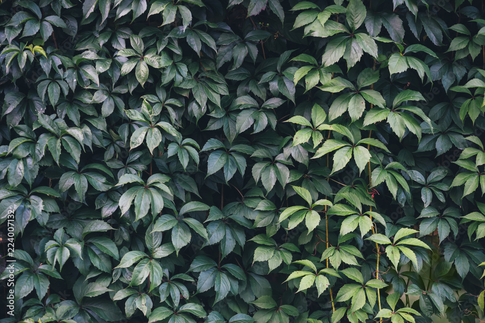 Texture of ivy leaves closeup. Green wall in garden. Gardening background