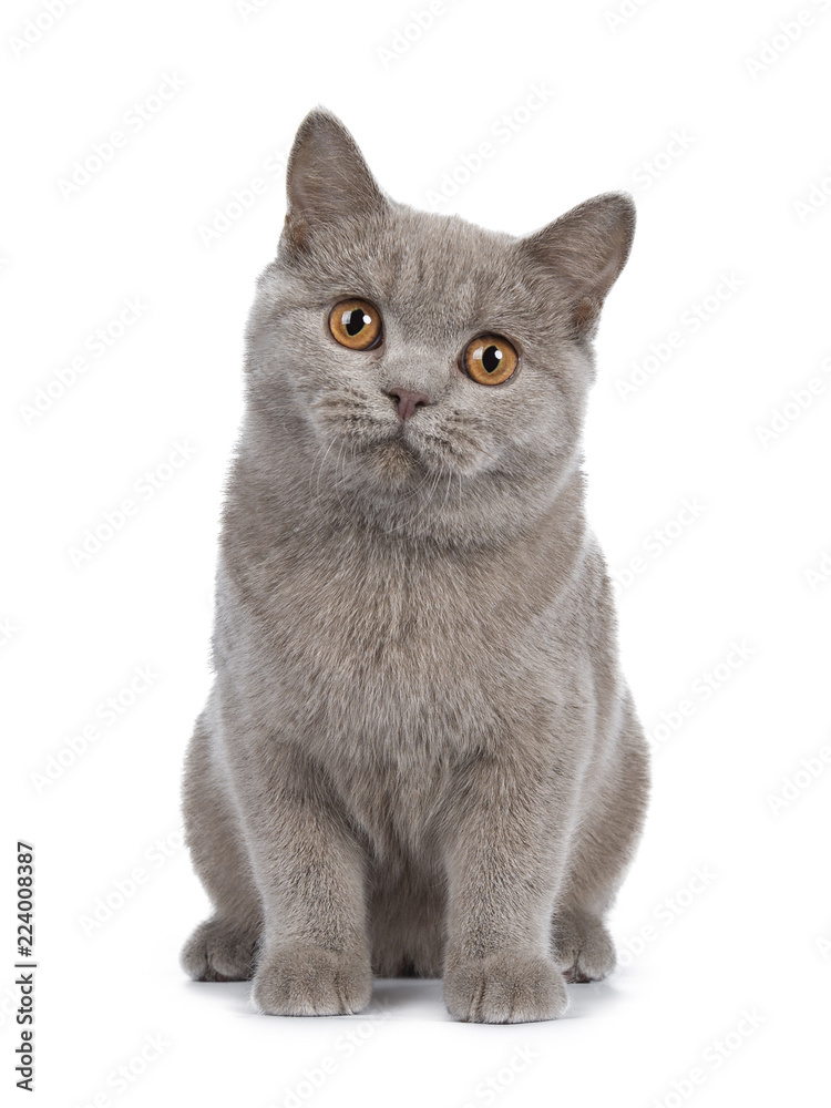 Pretty young solid cinnamon British Shorthair cat sitting facing front, leaning towards camera and l