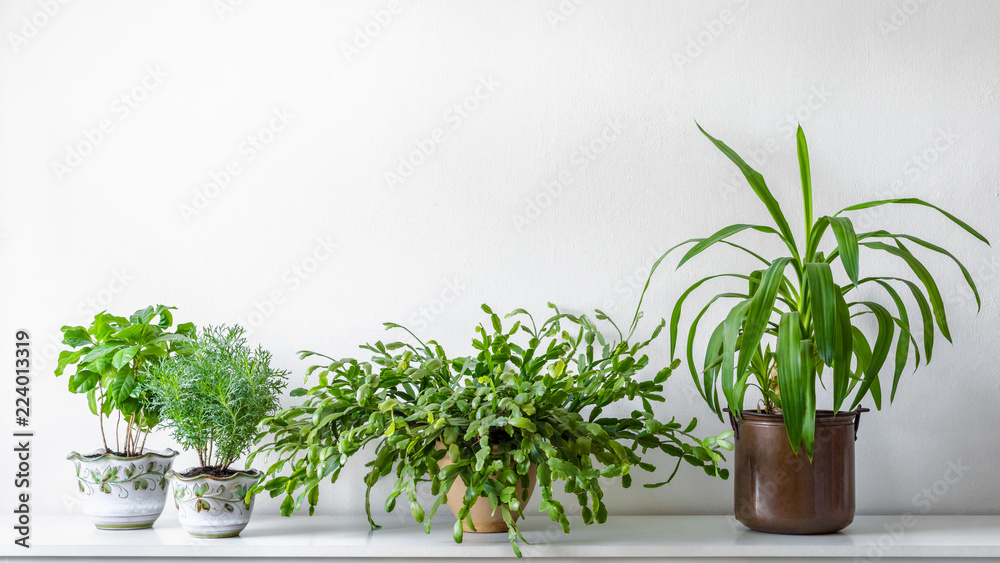 白墙背景下，不同花盆中的各种室内植物。室内盆栽背景，带副本