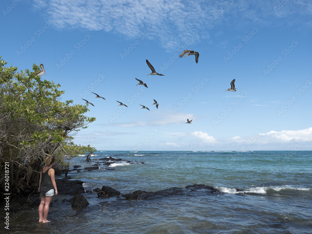 鹈鹕飞越加拉帕戈斯红树林和海洋