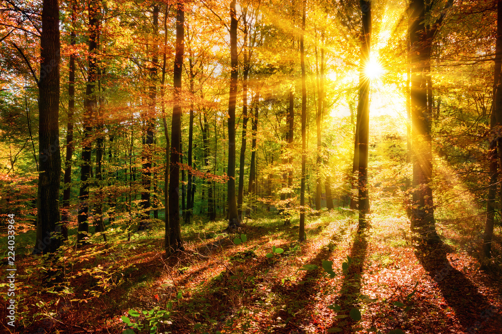 Licht- und Schattenspiel im Wald zu Herbstzeit