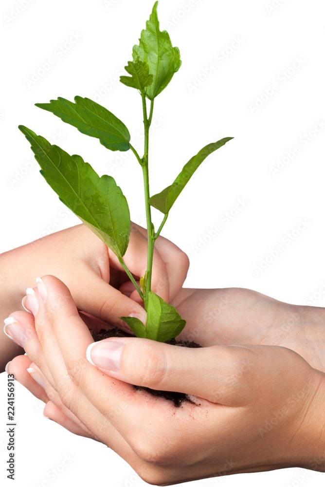 Hands Holding a Young Plant