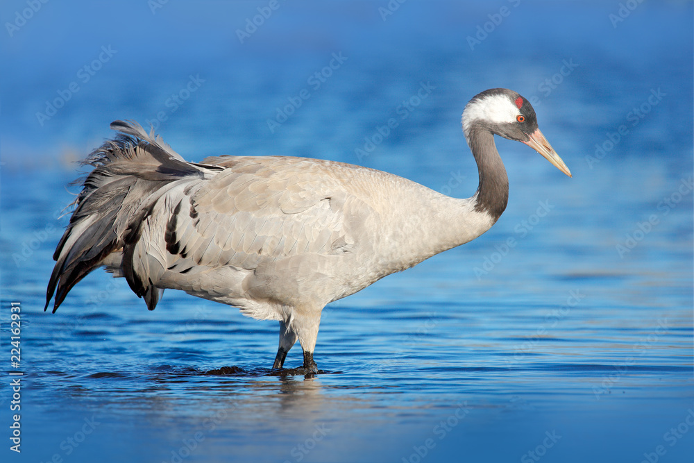 瑞典霍恩博尔加湖自然栖息地中的普通鹤、Grus Grus、大鸟。野生动物场景