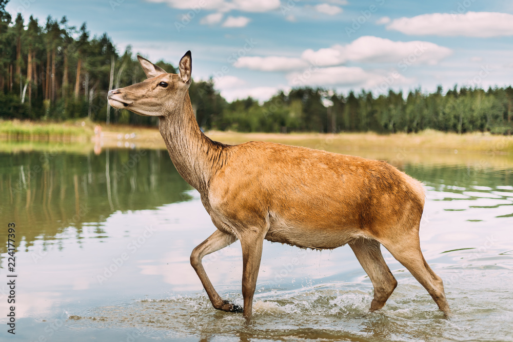 European Roe Deer Walking On Water