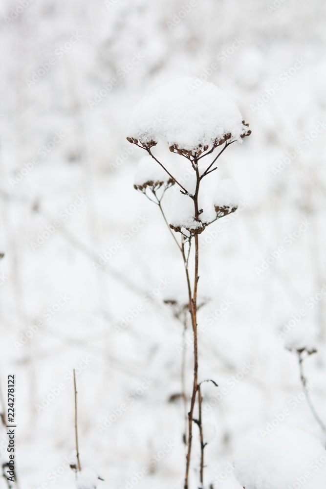 Close up of a plant covered in a snow