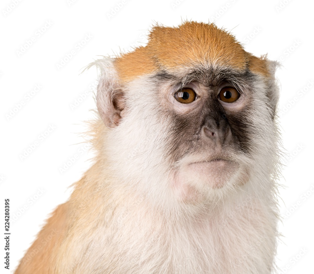 Monkey Close-Up - Isolated