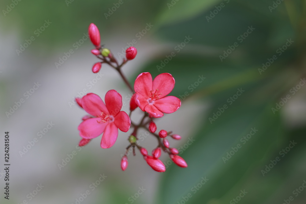 Red flowers are bouquet of backdrop blurred.