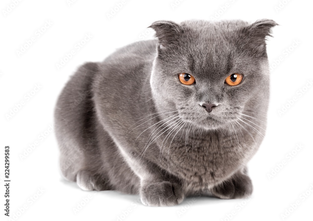 British shorthair cat