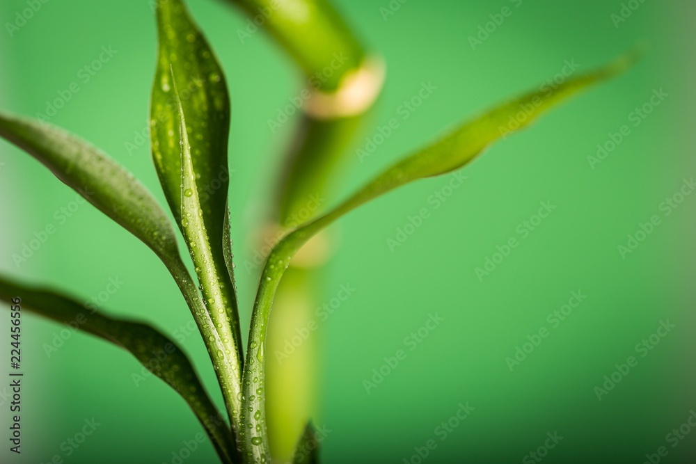 Bamboo Leaves with Water Drops