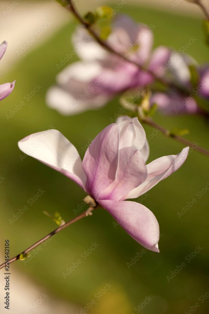 樱花特写