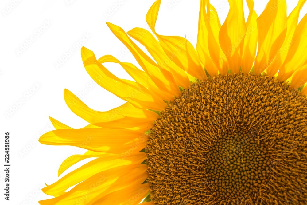 Close-up of Sunflower