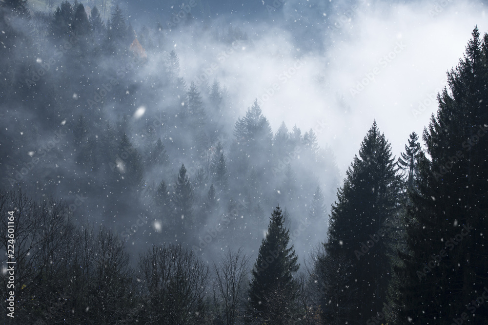 雾蒙蒙的森林里有梦幻般的降雪。美丽的冬季雪地林地。