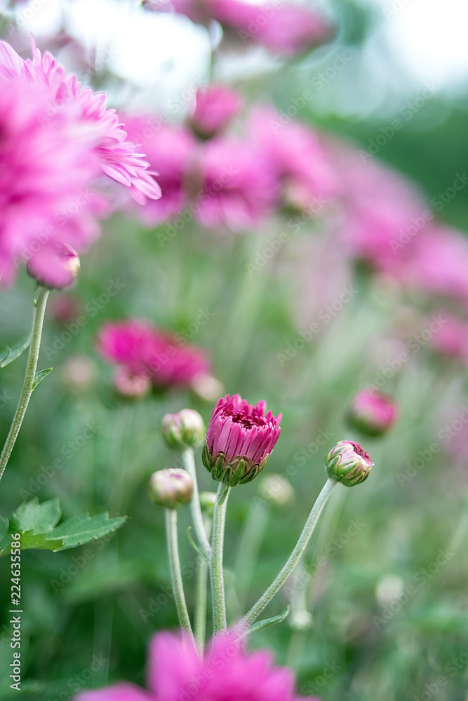 紫菊/朦胧梦幻花背景