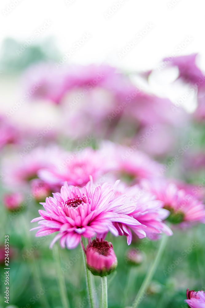 紫色菊花/朦胧梦幻的花朵背景