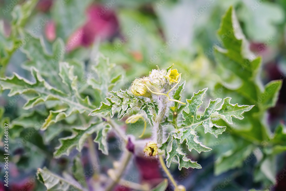 Watermelons blossom