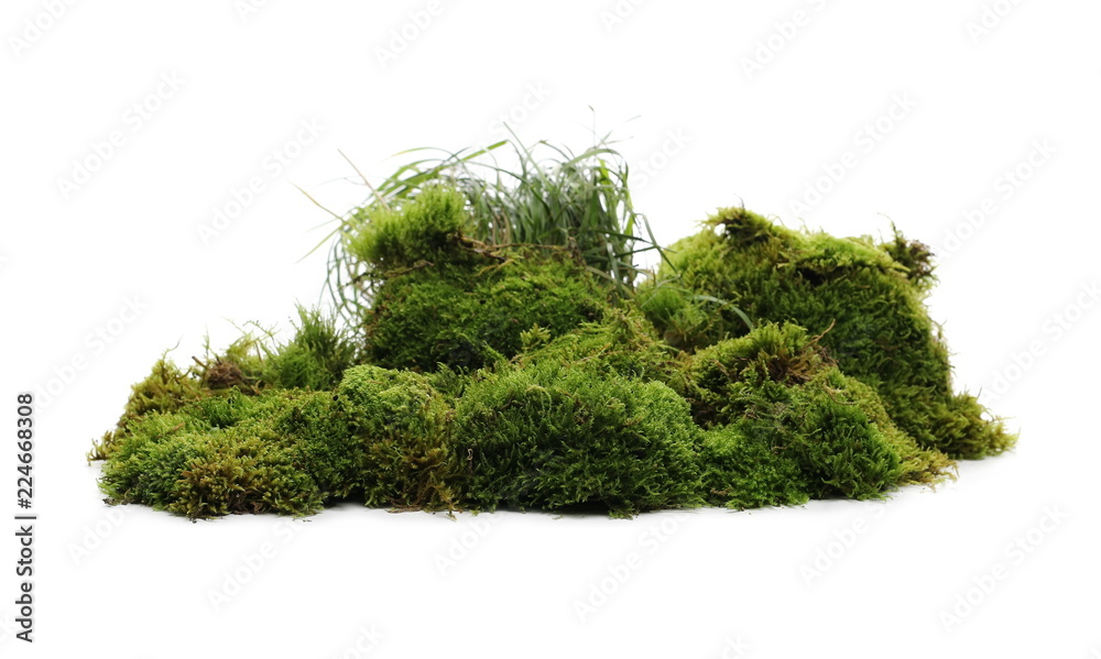 Green moss with grass isolated on white background