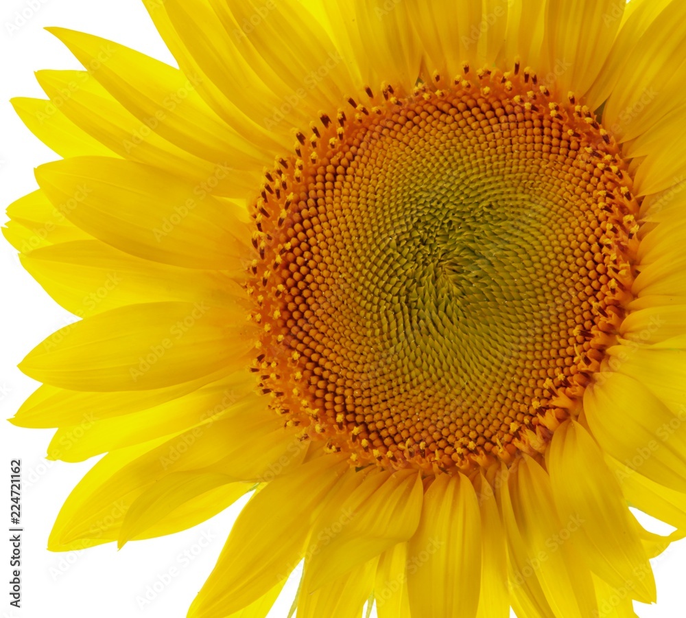 Single Sunflower Close-up - Isolated