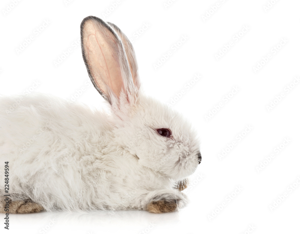 Cute fluffy rabbit on white background