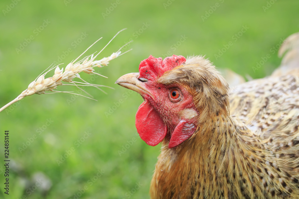 funny red-haired chicken eats wheat grains from a spikelet in the yard of a  farm