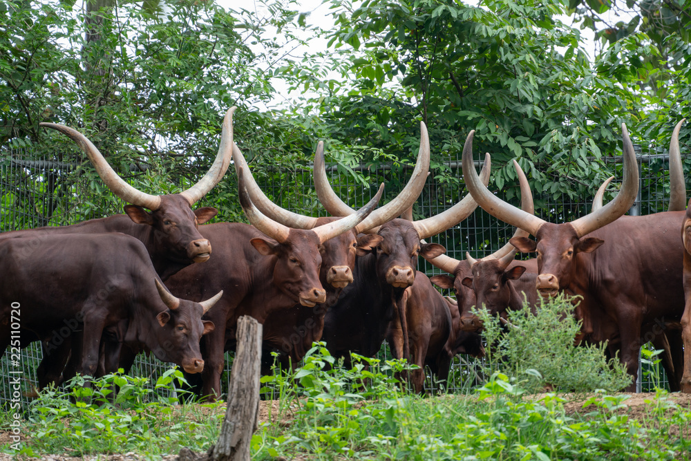 ankole watusi