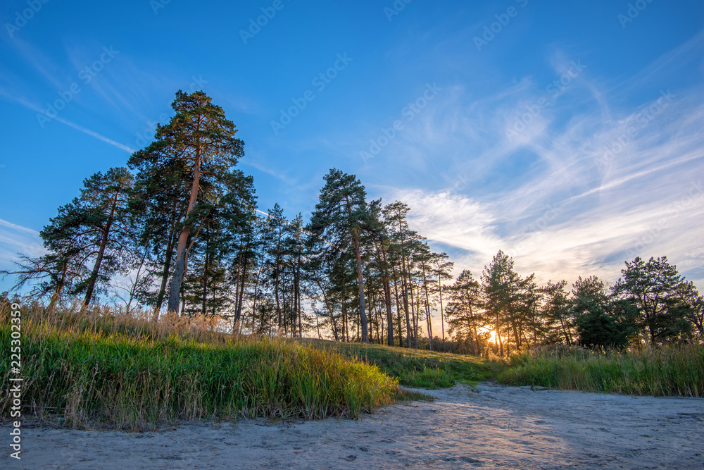 Sand dunes with pine trees