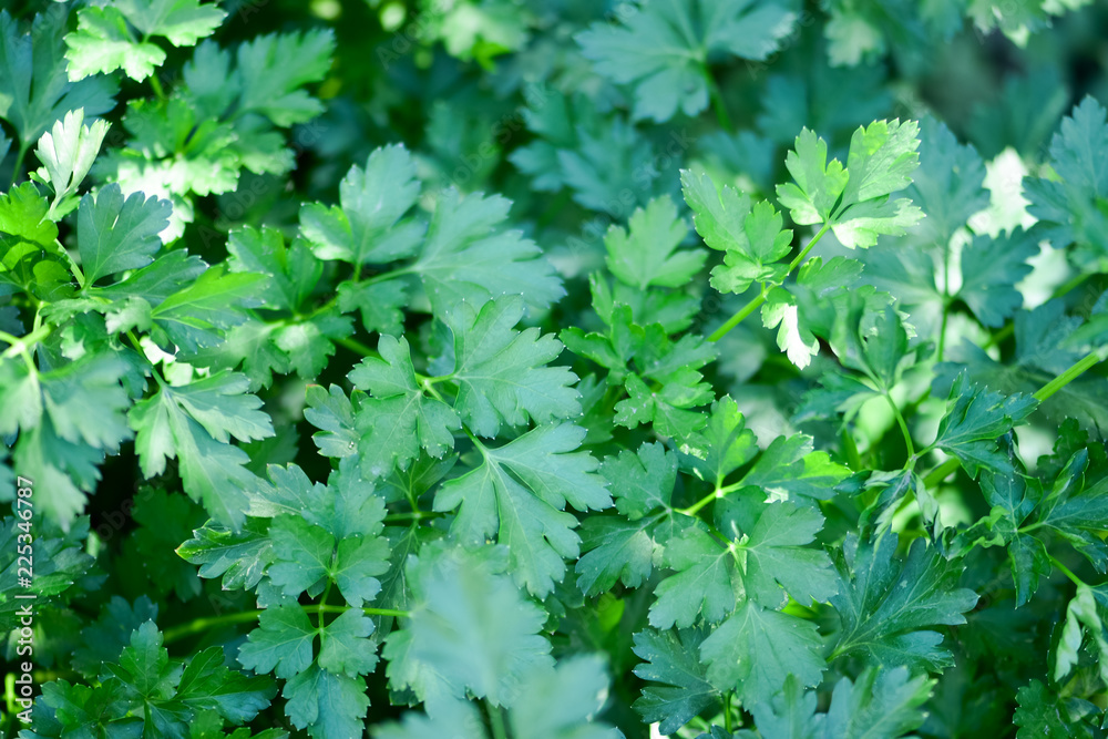 花园床上的芳香香草（欧芹）