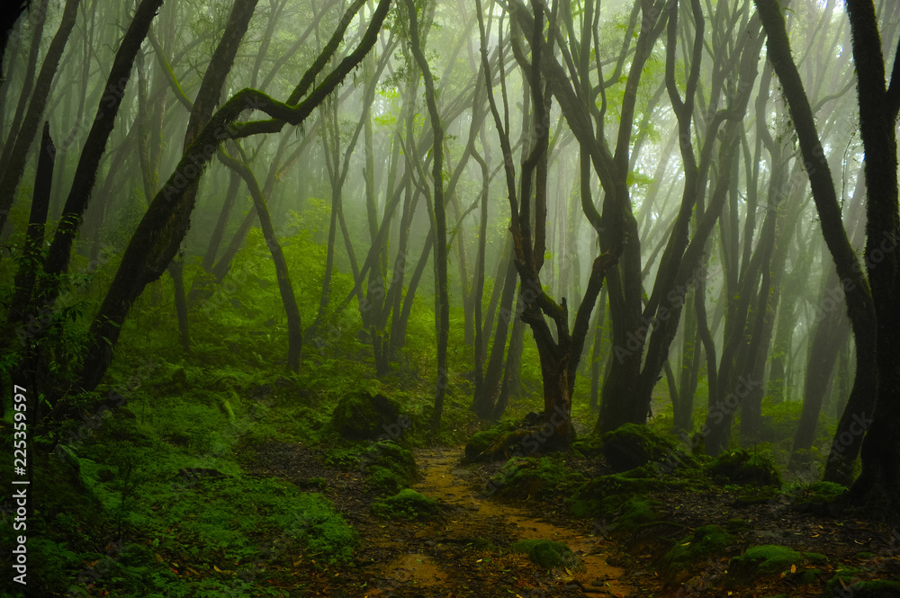 亚洲热带雨林