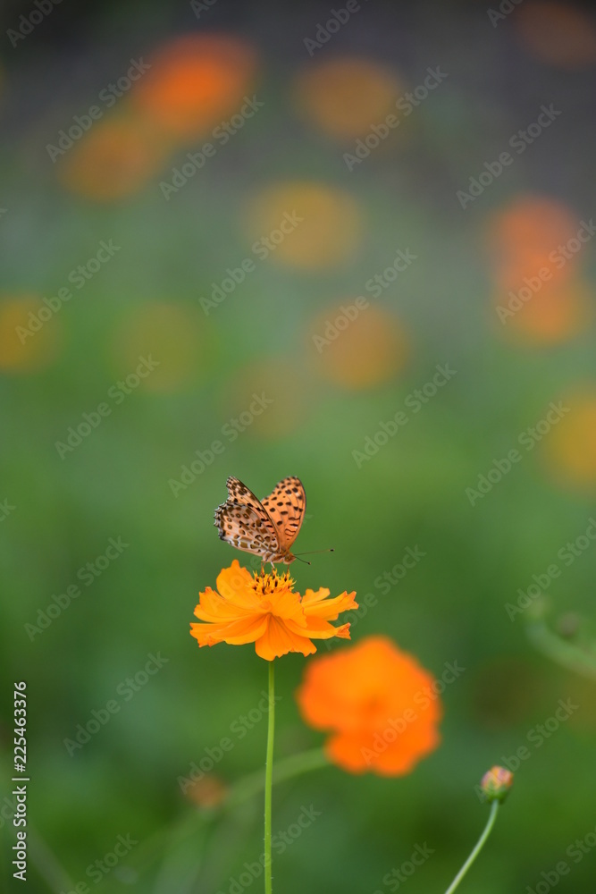 キバナコスモスとヒョウモンチョウ