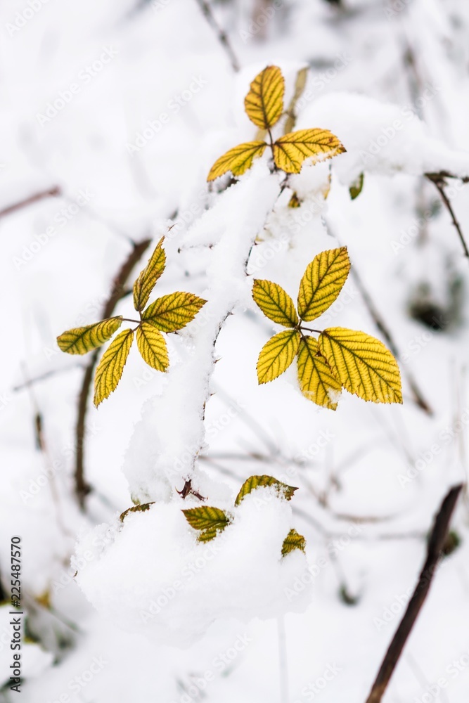 被雪覆盖的植物特写