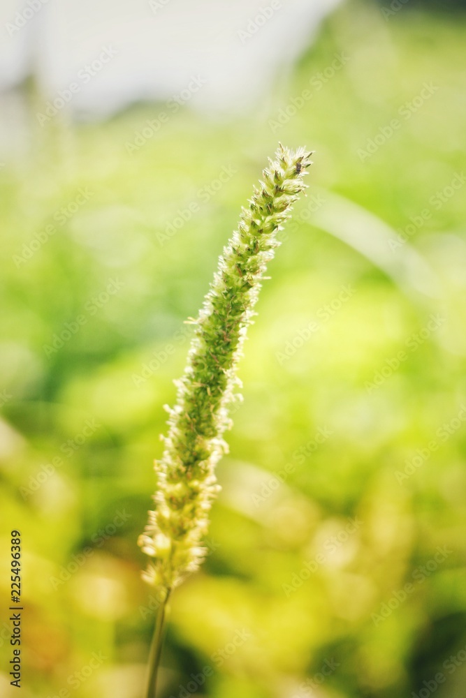 花园里背景上有叶子的花朵模糊不清。